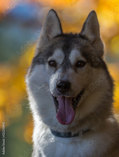 Husky de Sibérie © Olympixel
