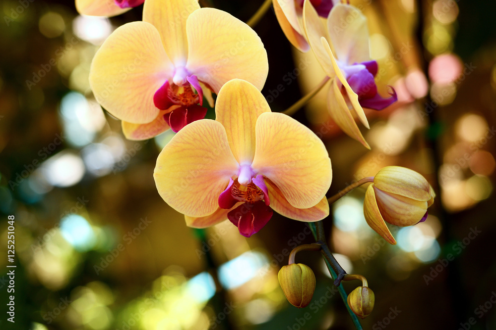 Flower : Phalaenopsis Cultivar, Moth orchid yellow Flower : Phalaenopsis Cultivar, Moth orchid yellow
