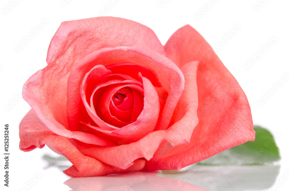 beautiful bud of pink rose lying down on a white background beautiful bud of pink rose lying down on a white background