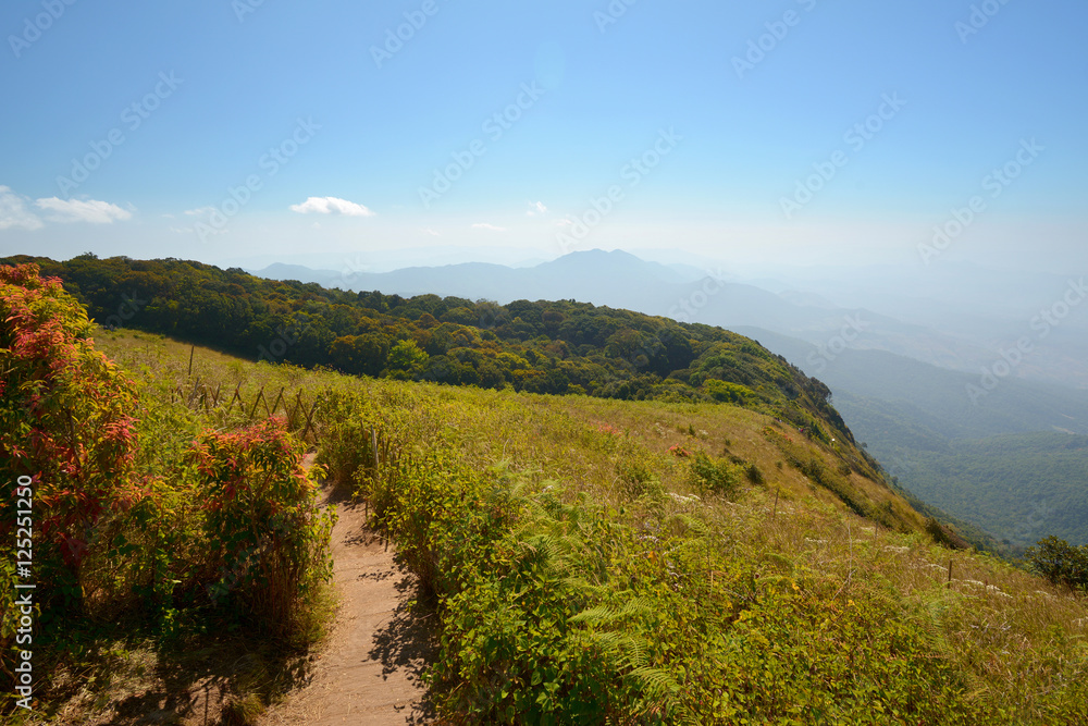 Obraz premium Thailand Landscape : Doi Inthanon nature walking trail, Chiang Mai