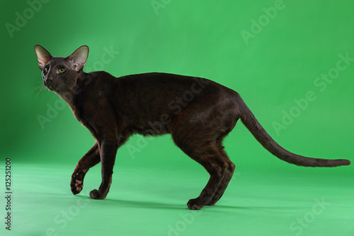 Canvas Print Cat brown Siamese Oriental Shorthair with green eyes, green background