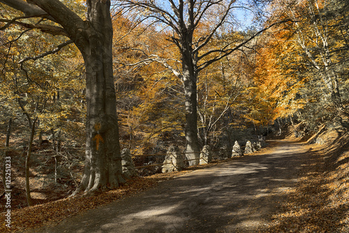 Autumn colors in the regional park of Campo dei Fiori, Varese