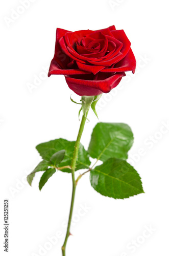 beautiful  red rose isolated on white background