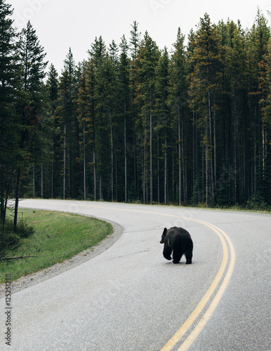 Bear walking on highway in Banff National Park photo