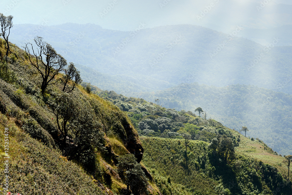 Εκτύπωση καμβά Thailand Landscape : Doi Inthanon nature walking trail with ray of light, Chiang