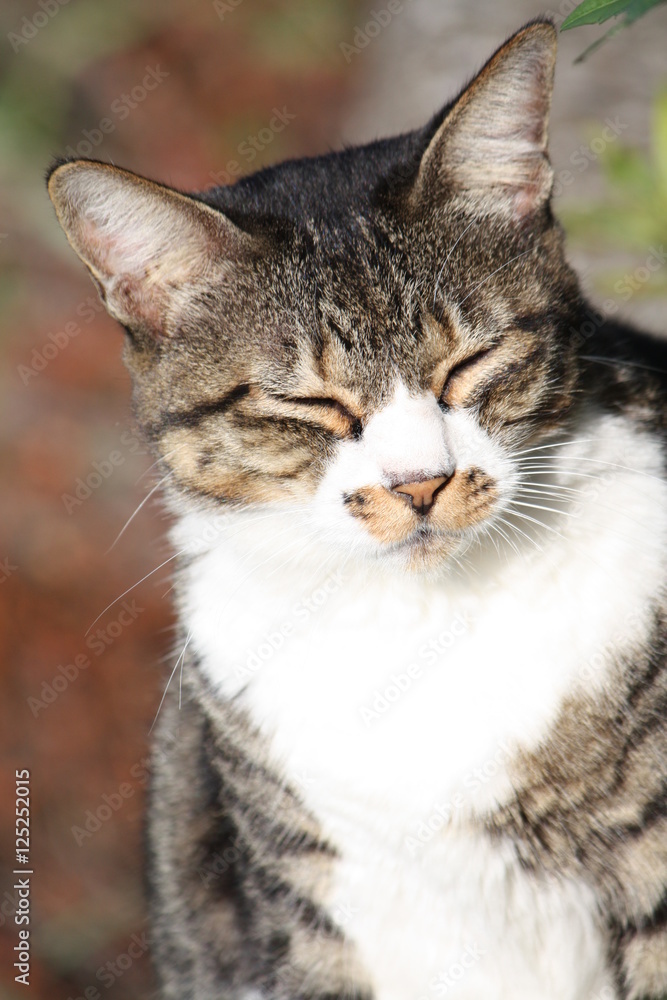 日向ぼっこする猫 日向ぼっこする猫