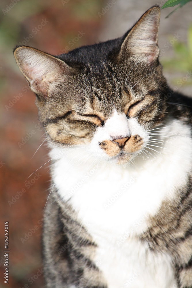 日向ぼっこする猫