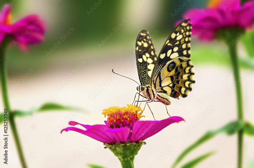 beautiful butterfly sitting on plant and sunshine beautiful butterfly sitting on plant and sunshine