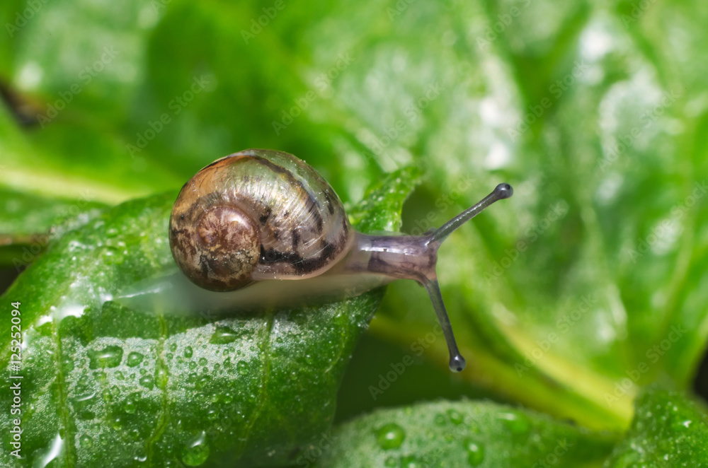 Little snail crawling on a green leaf after the rain
Little snail crawling on a green leaf after the rain