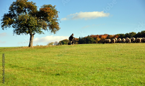 Schäfer mit seine Herde in herbstlicher Landschaft photo
