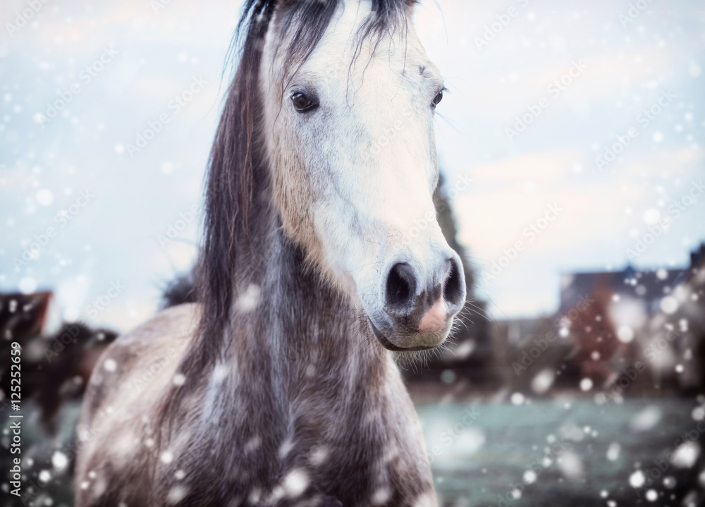 Samolepka Gray horse at winter nature background with fall of snow