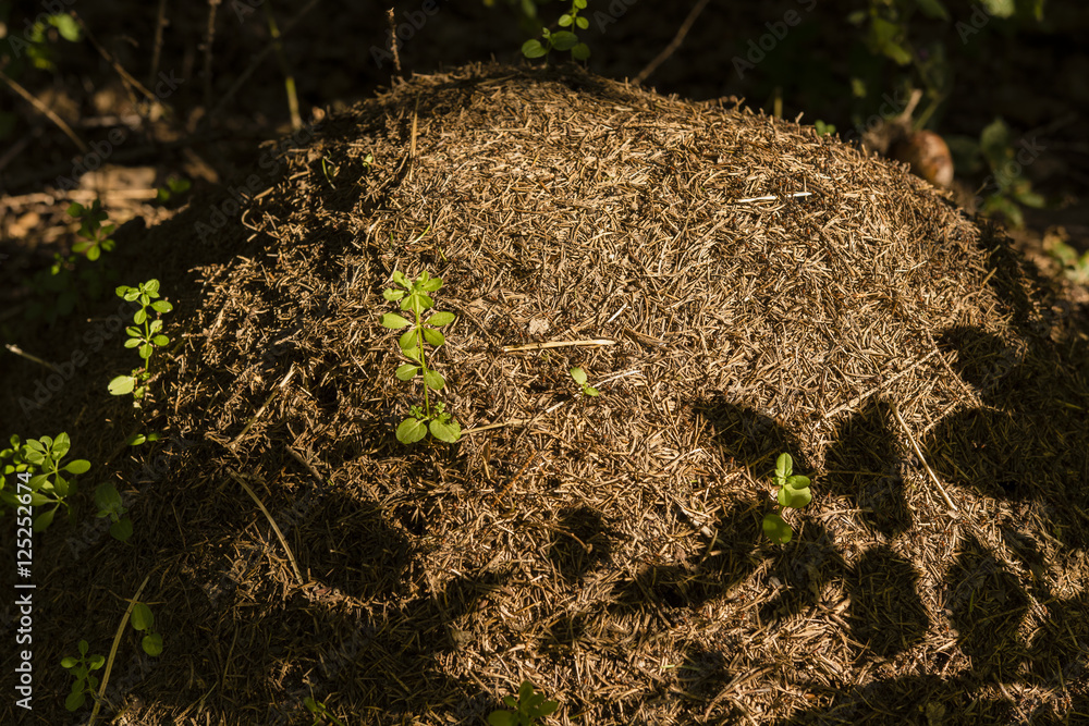 Formica rufa - home. Formica rufa - home.