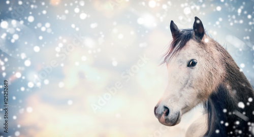 Horse head on sky background with snow, banner