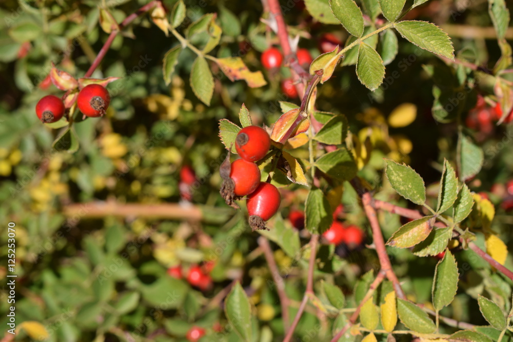 Frutos de arbustos. 