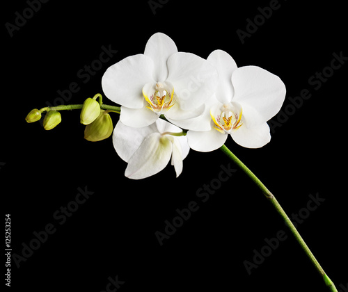 Fototapeta Naklejka Na Ścianę i Meble -  Three day old white orchid on black background. Closeup.