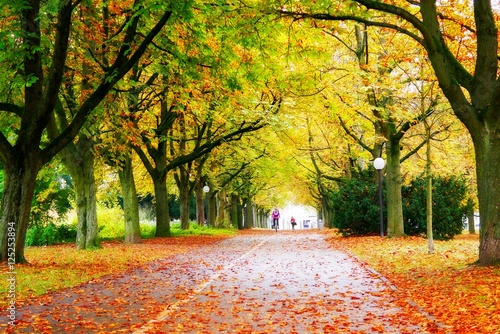 Kastanienbaum Allee im Herbst