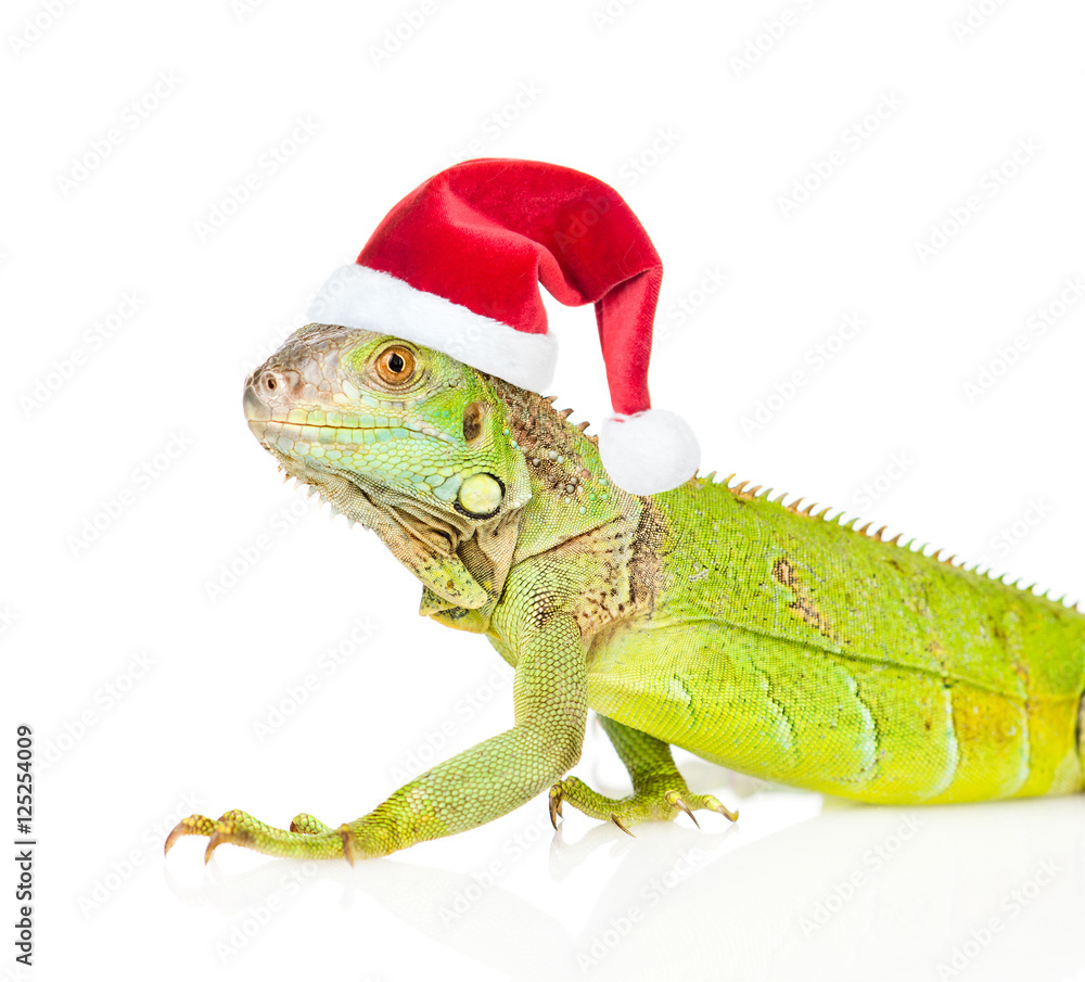 Fototapeta premium Closeup green agama in red christmas hat. isolated on white 