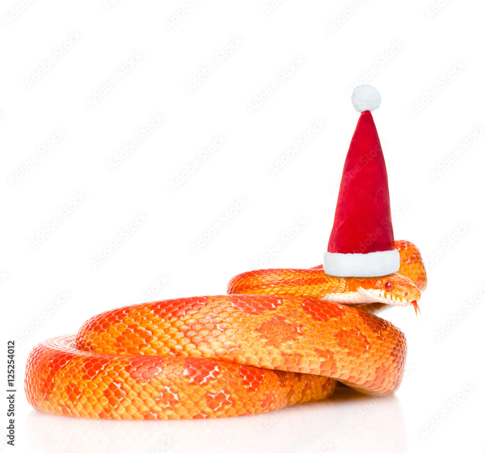 Obraz premium Creamsicle Corn Snake in red christmas hat. isolated on white 