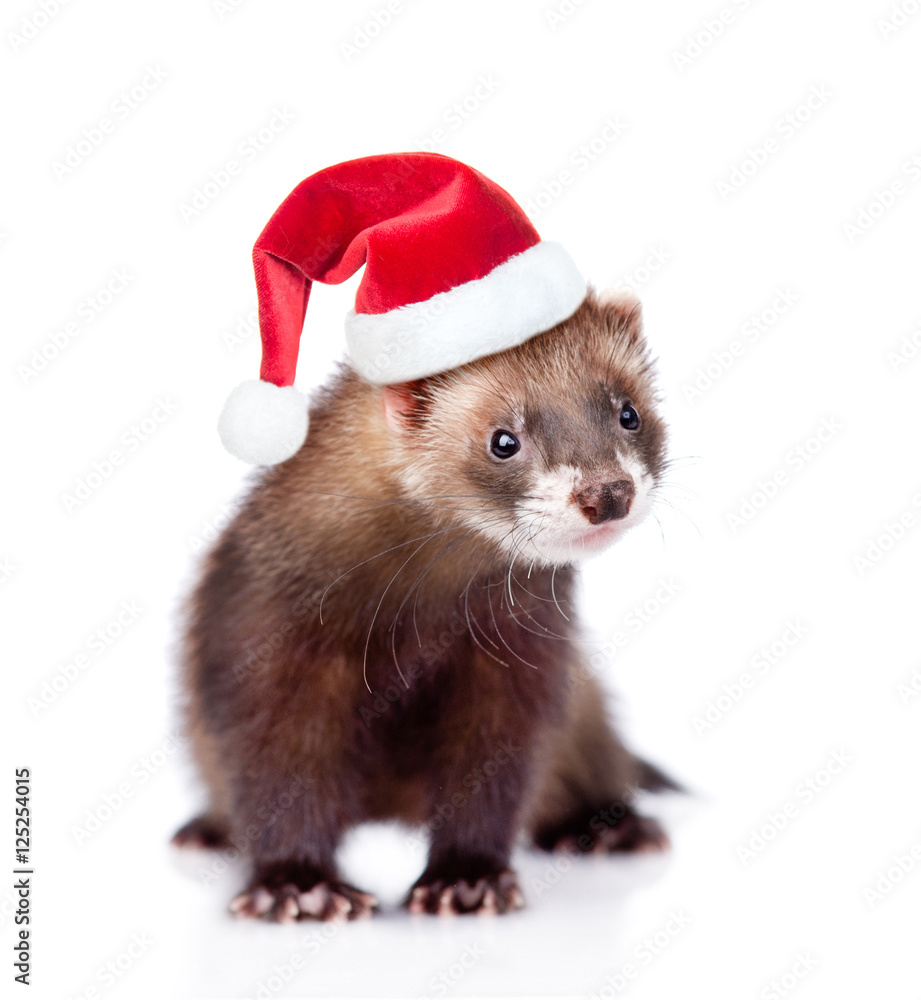 ferret in red christmas hat looking at camera. isolated on white ferret in red christmas hat looking at camera. isolated on white