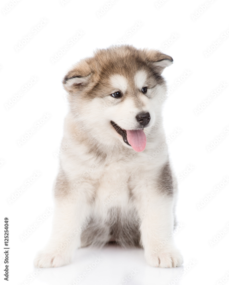 Portrait alaskan malamute puppy. isolated on white background
