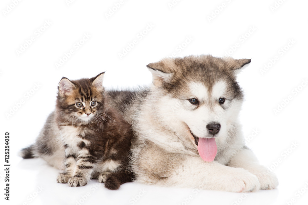 small maine coon cat  and young alaskan malamute puppy lying together. isolated on white