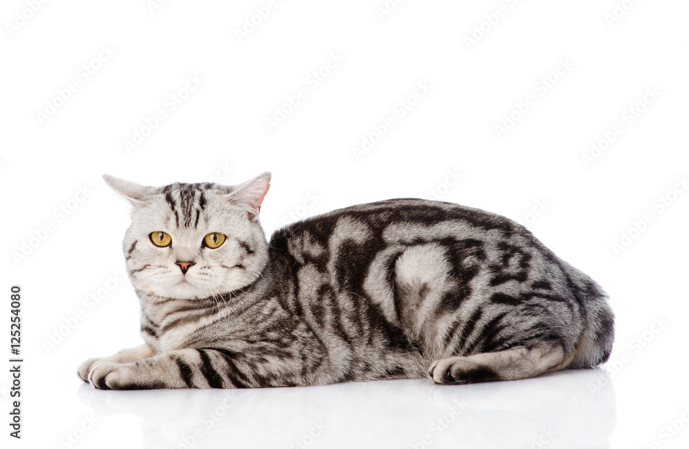 Big Scottish cat looking at camera. isolated on white background