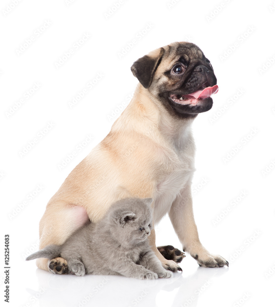 Pug puppy sitting with tiny kitten. isolated on white background