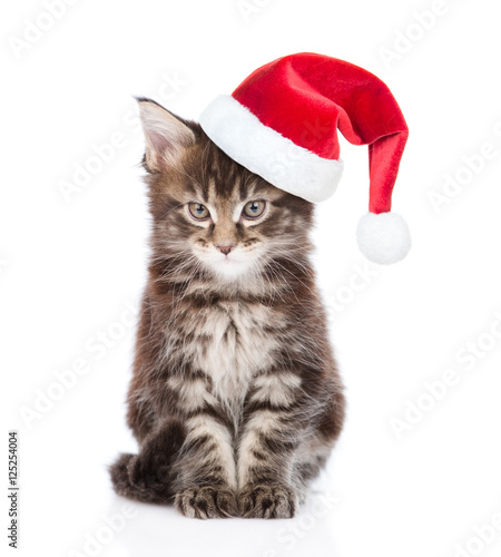 Maine coon cat in red santa hat looking at camera. isolated on white © Ermolaev Alexandr