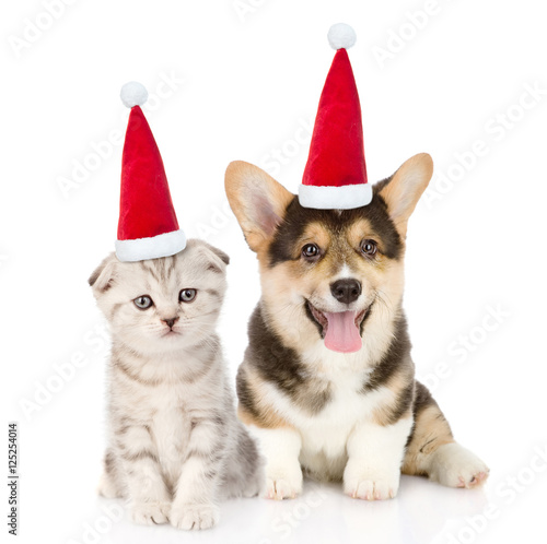 Pembroke Welsh Corgi puppy and kitten in red christmas hats sitting together. isolated on white © Ermolaev Alexandr