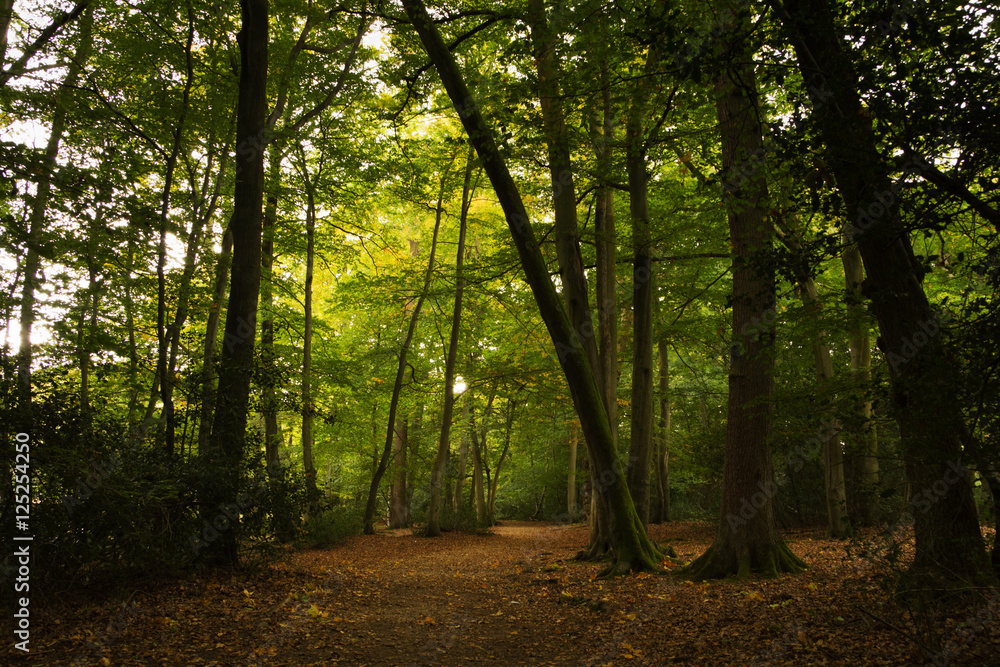Obraz premium Woodland scene at the start of autumn