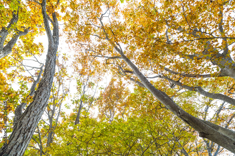 Fototapeta premium Beautiful Colorful Autumn Leaves on white sky