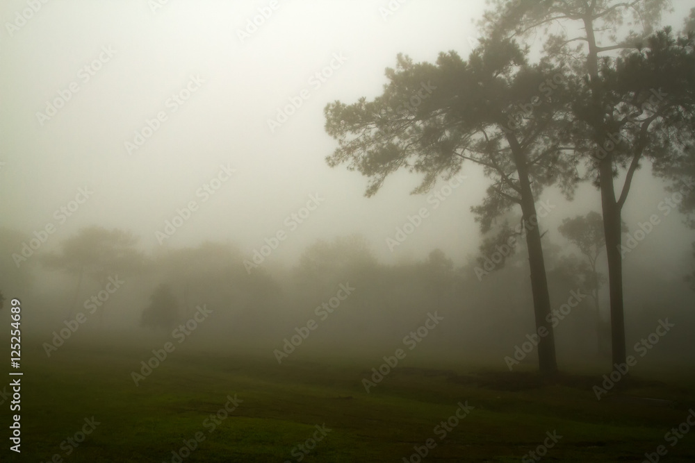 Foggy forest and Forested mountain slope in low lying cloud Foggy forest and Forested mountain slope in low lying cloud