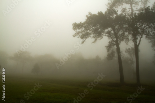 Foggy forest and Forested mountain slope in low lying cloud © tuiphotoengineer