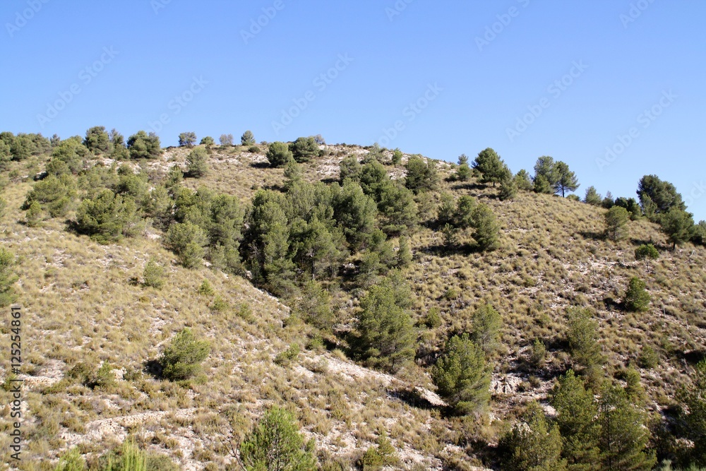 mountainside with Aleppo Pines and Esparto Grass
