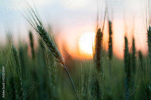 Canvas Print Field of wheat at sunset.