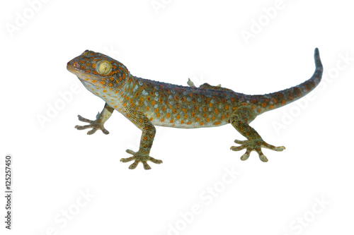 Tokay, Gecko, Calling gecko isolated on white background © chatuphot