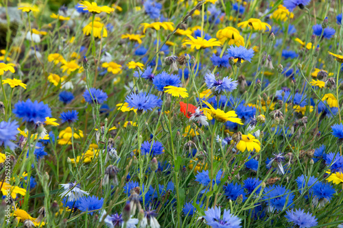 Scottish Cornflowers