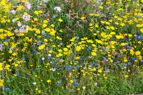 Patch of Wildflowers