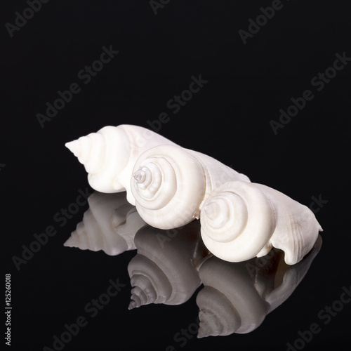 Three sea shells of marine snail isolated on black background