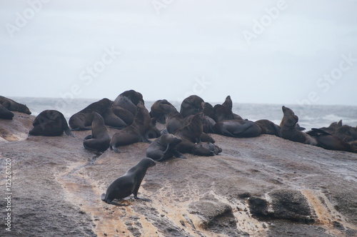 Colony of seals on Duiker Island , South Africa