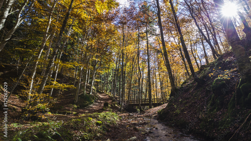 Obraz premium Beautiful view of forest with river in the Park of Foreste Case
