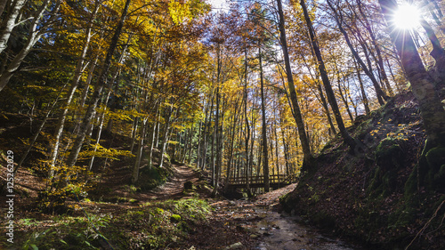 Beautiful view  of forest with river in the Park of Foreste Case photo