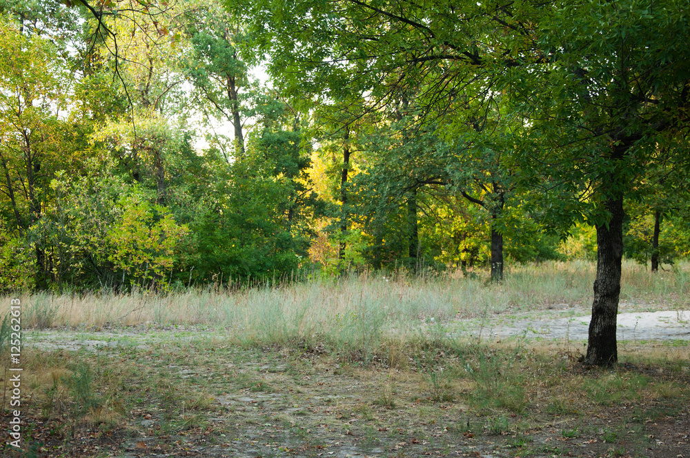 Summer deciduous forest Summer deciduous forest