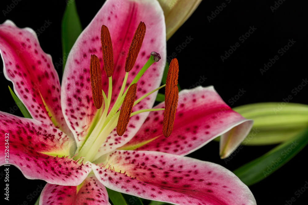 Lily Lily