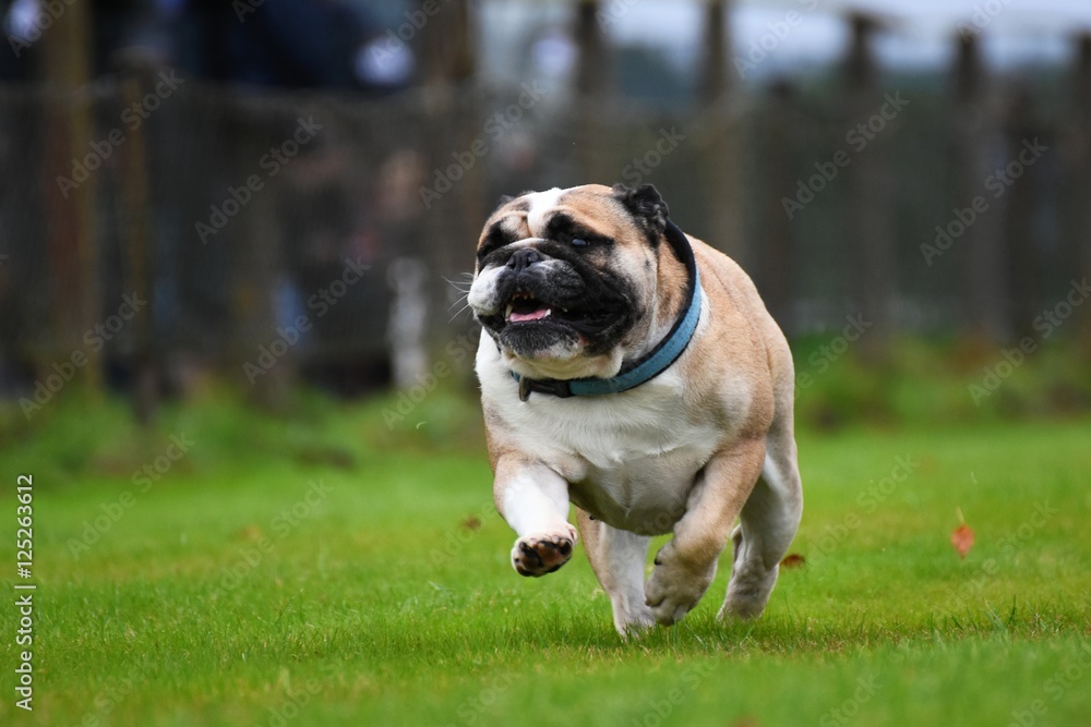 Englische Bulldogge rennt 