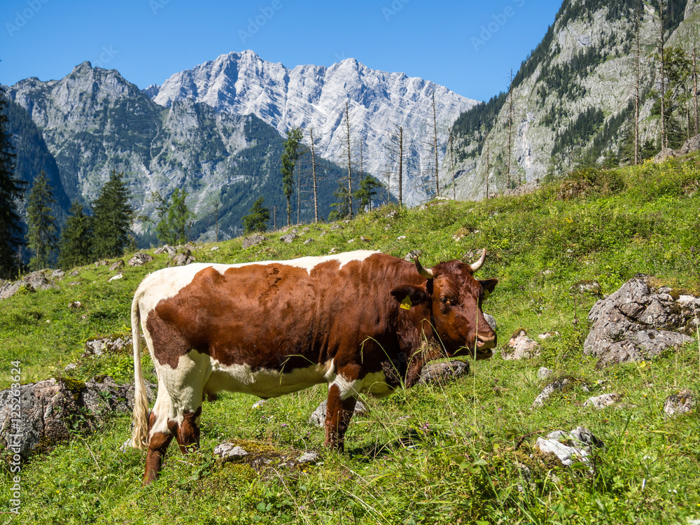 Milchkuh auf der Berchtesgadener Alm Milchkuh auf der Berchtesgadener Alm