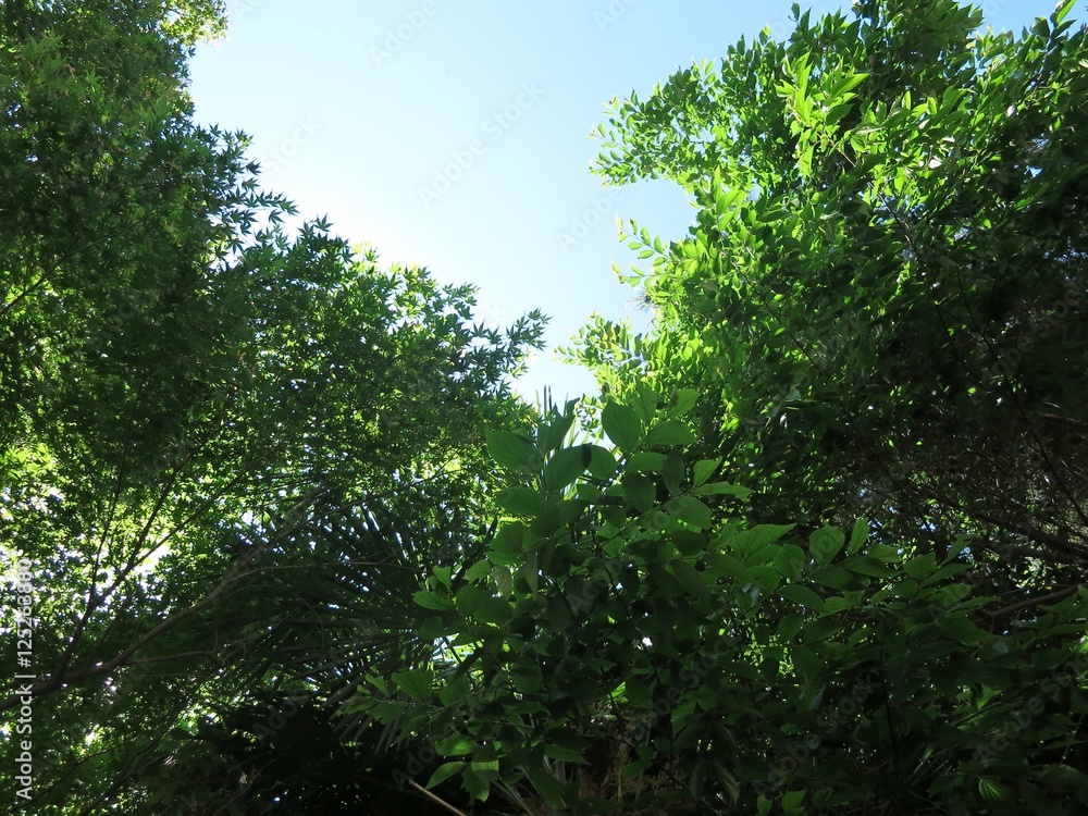 Fototapeta premium 新緑と空