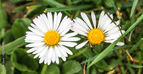 Fototapeta Naklejka Na Ścianę i Meble -  Gänseblümchen im Detail