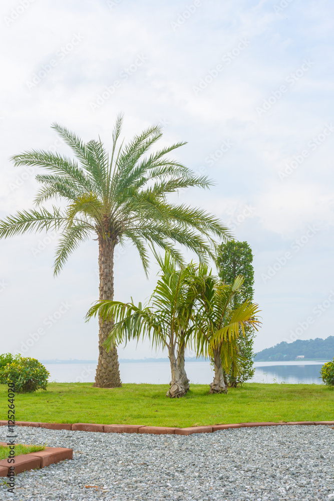 Palm tree and green grass with pond background Palm tree and green grass with pond background