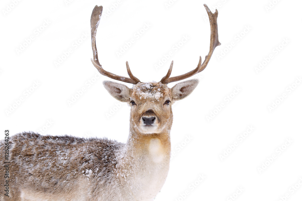Naklejka premium Fallow deer buck with big antlers isolated on a white background closeup in a winter field in Canada